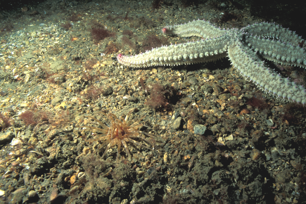 Photo of a starfish on the seafloor.