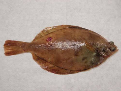 An image of the dorsal side of a flatfish, the common dab (Limanda limanda).