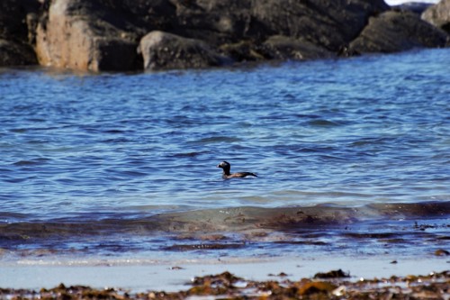 Photo of a duck in the sea.