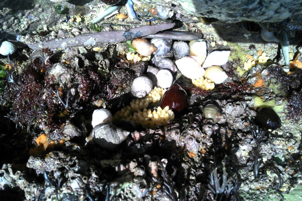 Shellfish