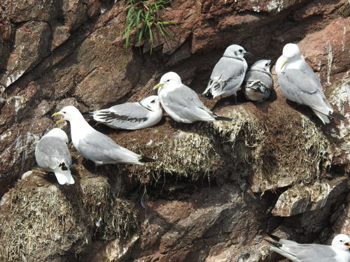 B2_Kittiwake_Photo2.JPG