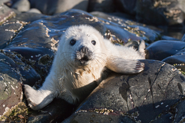 seal between rocks