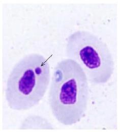 An image of a micronuclei in a fish red blood cell under the microscope.