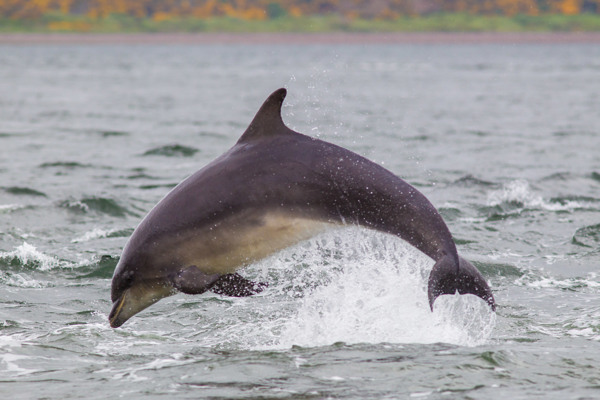 Dolphin diving